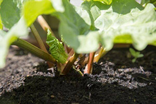 Le meilleur emplacement pour la rhubarbe