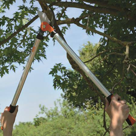 Choisir les bons outils pour l'élagage des arbres