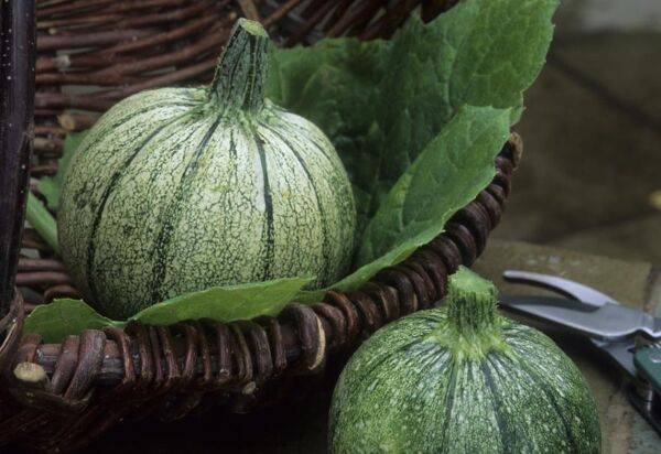 Courgette de Nice