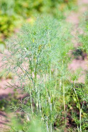 Plantes aromatiques et condimentaires