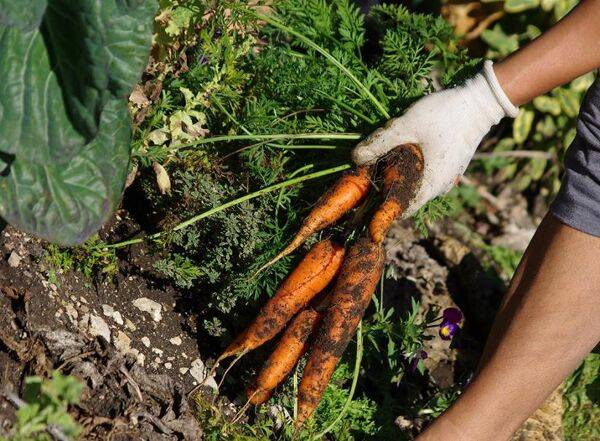 Carotte : variétés, plantation et entretien