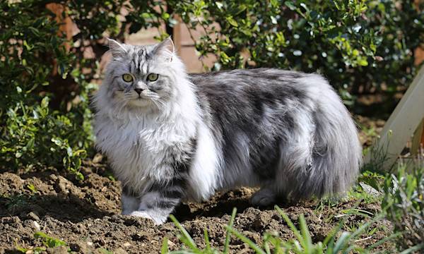 Le chat Persan : race, caractère, alimentation