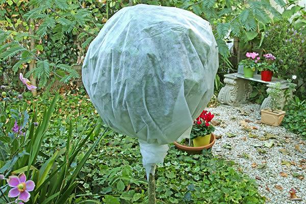Protéger les plantes du froid