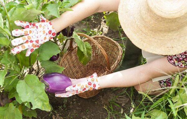 Semer les aubergines