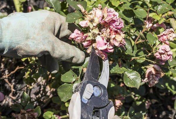 Supprimer les fleurs fanées des rosiers