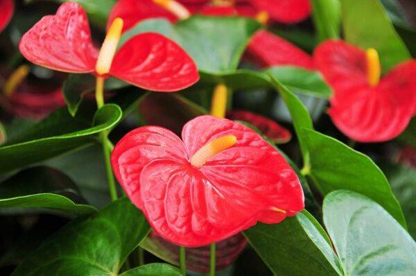 Plante d'intérieur increvable : l'anthurium