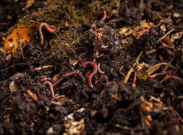Que sont les vers dans mon compost ?