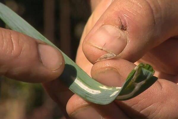 Maladie au potager : la mineuse du poireau