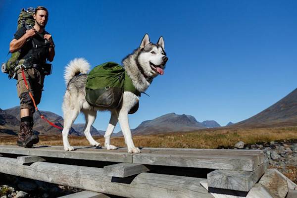 Je suis équipé pour sortir avec mon chien