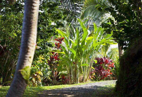Créez un jardin au look tropical
