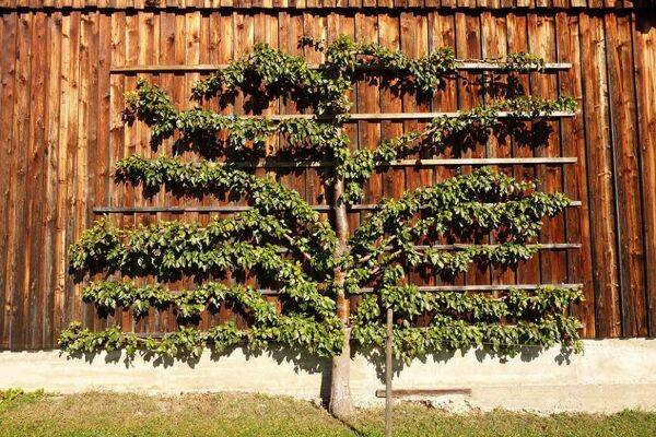 Les différentes formes d’arbres fruitiers