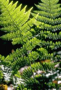 La Fougère est une plante vivace de sous-bois, de culture facile