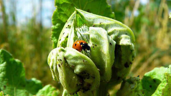 14 anti-pucerons naturels