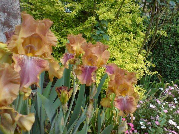 Planter des Iris