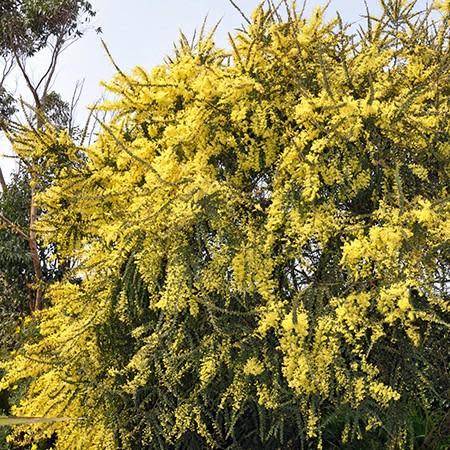 Mimosa pravissima