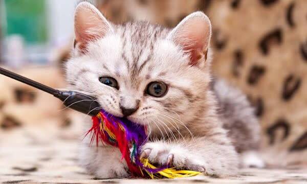 Comment occuper son chat ?
