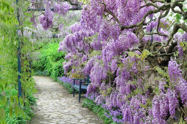 Planter la glycine