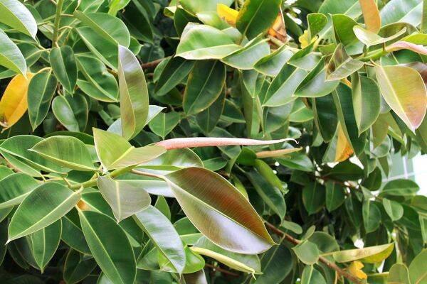 Ficus : arrosage, rempotage