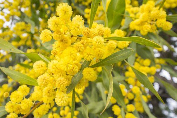 Mimosa retinoides 4 saisons