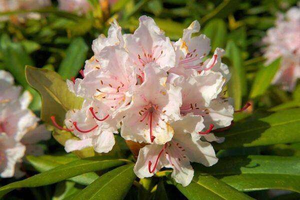Rhododendron