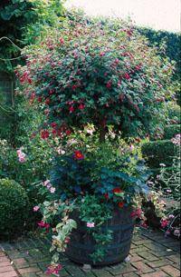 Fuchsias : plantation, hivernage