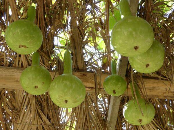Cultiver des courges sur une pergola