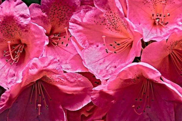 fleurs roses de rhododendron