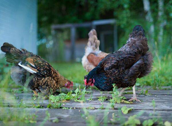 10 aliments interdits aux poules