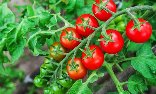 10 trucs de grand-mère pour de belles tomates