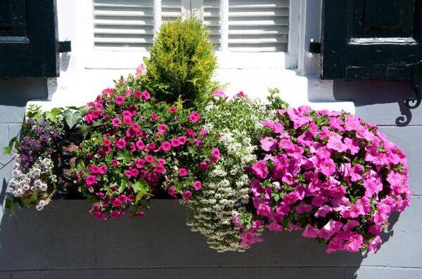jardinière fleurie à la fenêtre