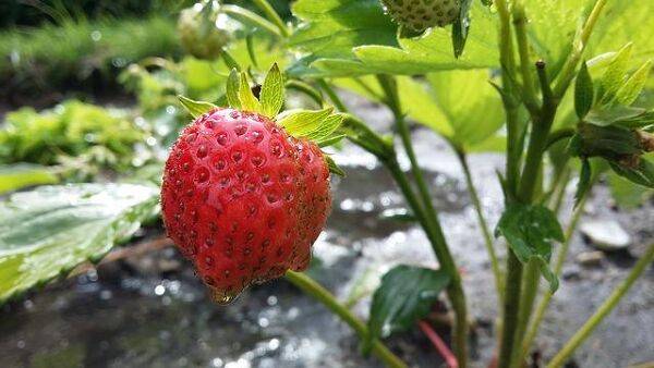 6 astuces pour bien arroser les fraisiers