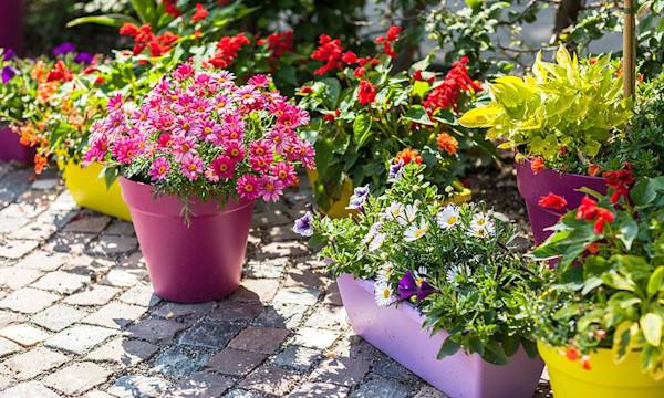10 secrets pour réussir ses potées fleuries