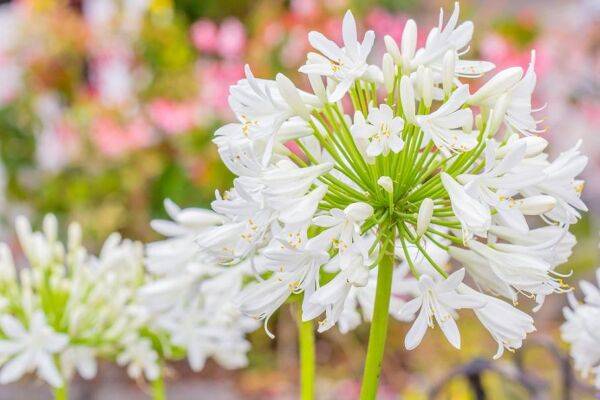Planter des agapanthes