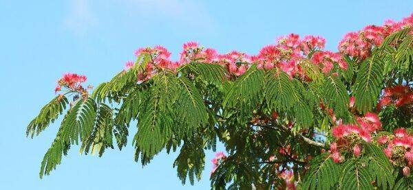 Albizia ou Arbre de soie