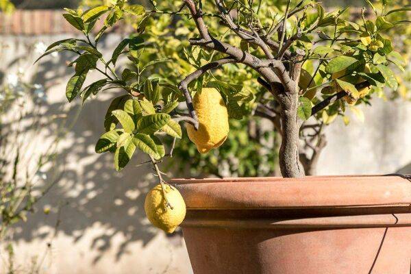 Quand et comment rempoter un citronnier ?