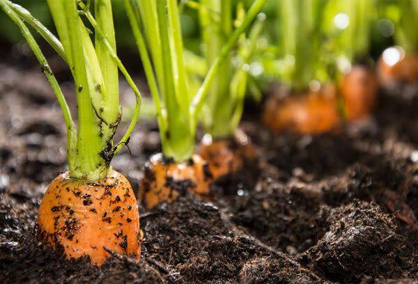 Semer les carottes