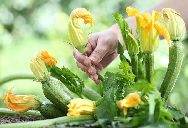 Que faire avec les fleurs de courgette ?