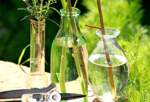 Hormones de bouturage naturelles