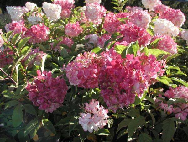 Maladies des hortensias