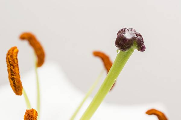 Le stigmate fait partie de la fleur