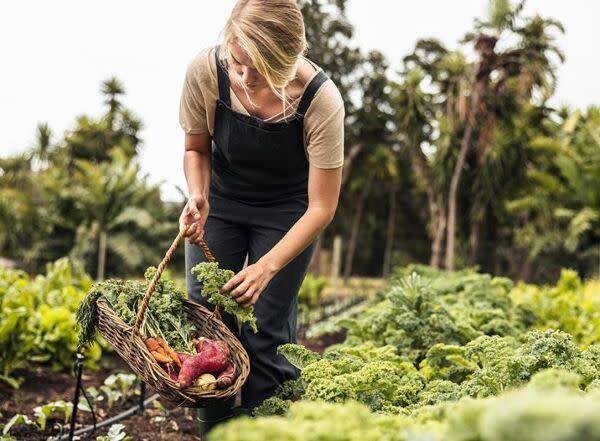 Septembre: dernier round au potager