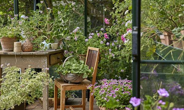 Pélargonium ou géranium de balcon : variétés, plantation, culture...