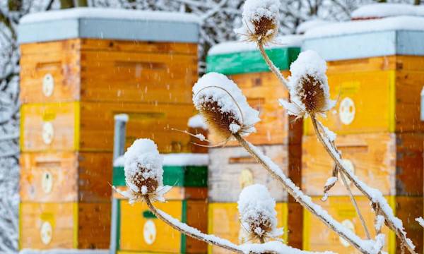 Préparer les ruches à l’hiver - © Vera Kuttelvaserova - stock.adobe.com