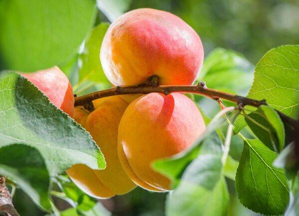 Maladies de l'abricotier