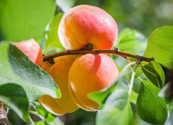 Maladies de l'abricotier