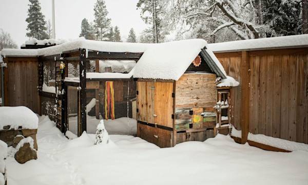 # La neige sur le toit du poulailler - © Paloma Ayala - stock.adobe.com