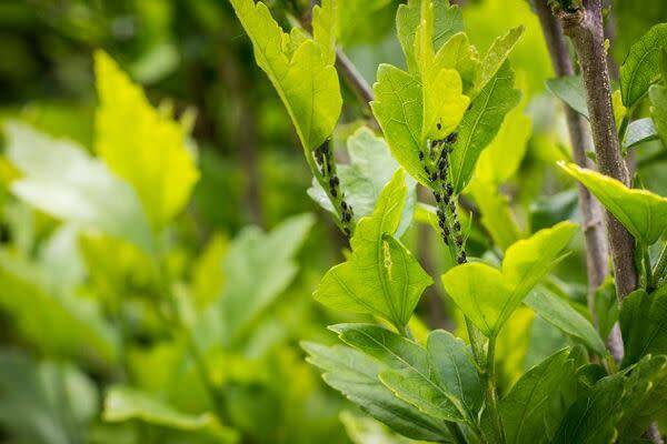 Les plantes contre les pucerons