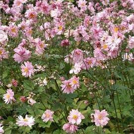 Jardins et plantes de terre argileuse