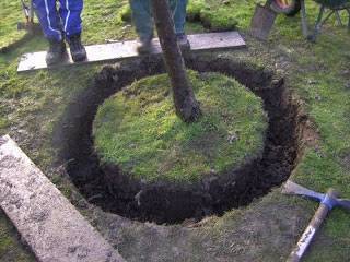 Cerner un arbre signifie creuser une tranchée autour de cet arbre