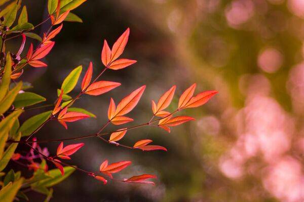 Nandina